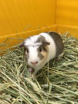 Rescue Guinea Pig Guinea Pigs for Adoption in San Diego, California - Windsora( Bonded To Sandringham) | PetCurious